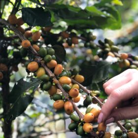 3-AGRICOLTURA-Honduras-diba70-caffè