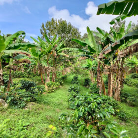 3-Biodiversità-Finca-Rio-Colorado-diba-70