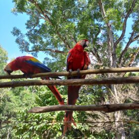 4-Biodiversità-Finca-Rio-Colorado-diba-70