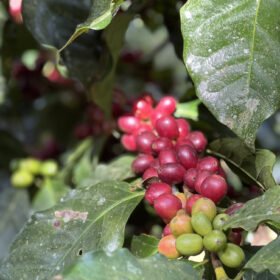 5-AGRICOLTURA-Honduras-diba70-caffè